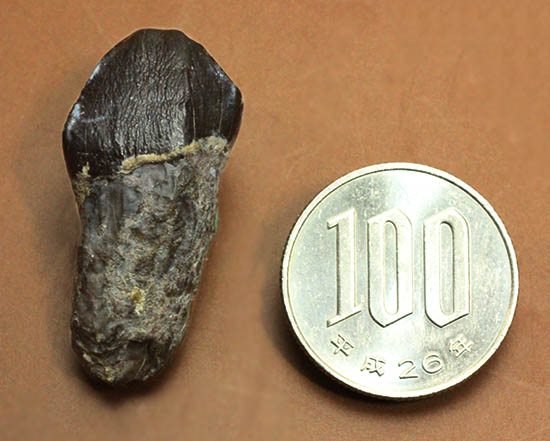 ザ・マニアック！新生代（始新世）の大型獣ブロントテリウム科の歯化石（その11）