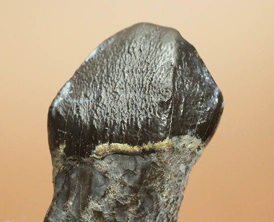ザ・マニアック！新生代（始新世）の大型獣ブロントテリウム科の歯化石（その4）