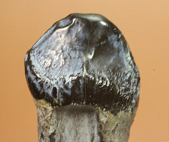 ザ・マニアック！新生代（始新世）の大型獣ブロントテリウム科の歯化石（その6）