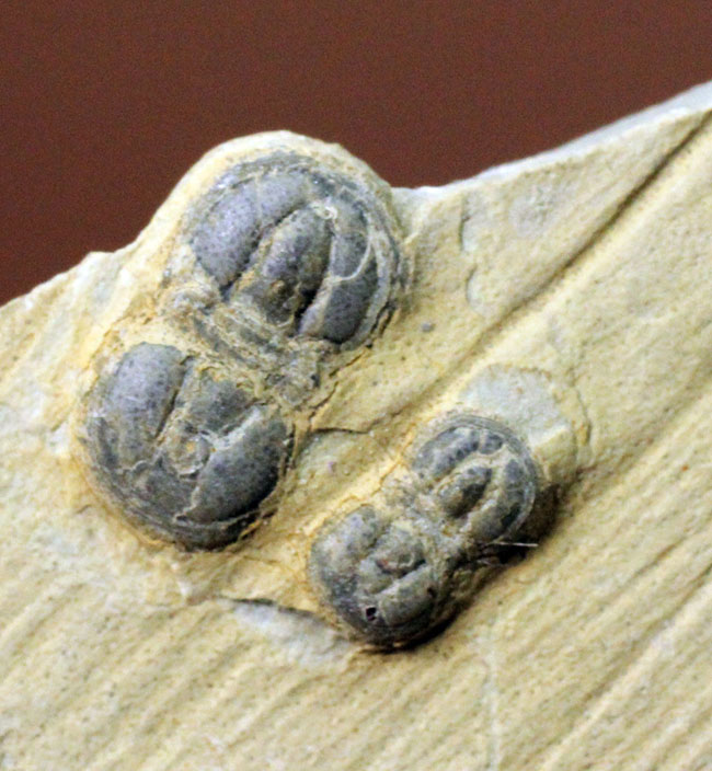 アグノスタス目のマルチプレート化石（その5）
