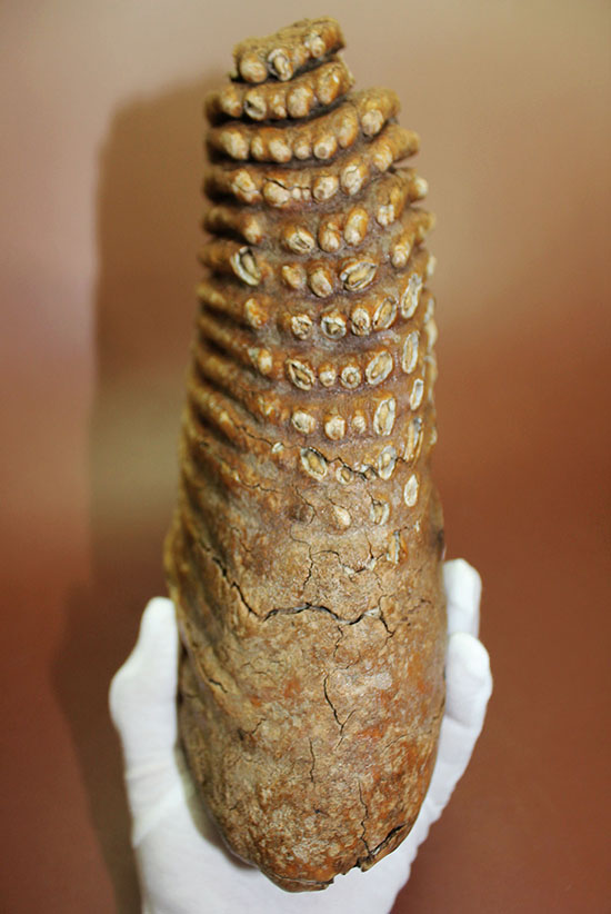非常に珍しい！まだ使用される前のケナガマンモス（Woolly Mammoth）の巨大な臼歯。（その12）