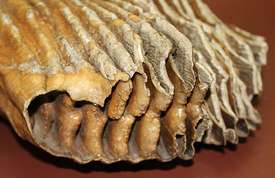 非常に珍しい！まだ使用される前のケナガマンモス（Woolly Mammoth）の巨大な臼歯。（その14）