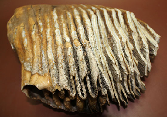 非常に珍しい！まだ使用される前のケナガマンモス（Woolly Mammoth）の巨大な臼歯。（その16）