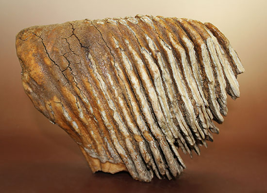 非常に珍しい！まだ使用される前のケナガマンモス（Woolly Mammoth）の巨大な臼歯。（その4）