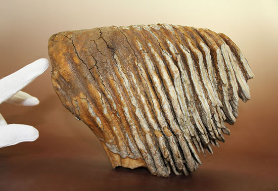 非常に珍しい！まだ使用される前のケナガマンモス（Woolly Mammoth）の巨大な臼歯。（その9）