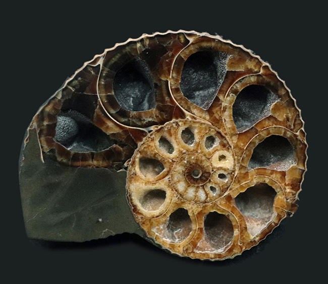 米国サウスダコタ州産のアンモナイト、ディスコスカフィテス（Discoscaphities）のハーフカット標本（その2）