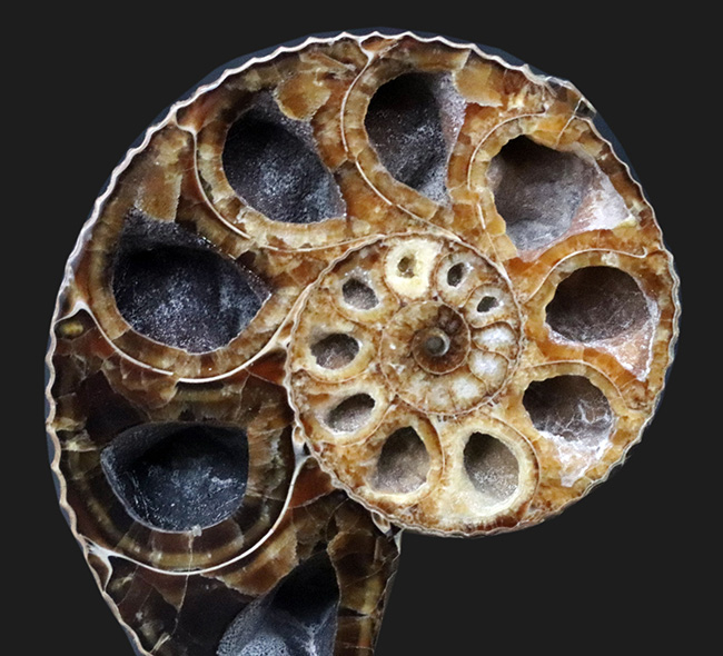 米国サウスダコタ州産のアンモナイト、ディスコスカフィテス（Discoscaphities）のハーフカット標本（その7）