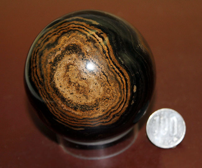 つるつるで超ビッグ！野球ボールサイズのストロマトライト。重さにして５８０グラム。（Stromatolite）（その9）