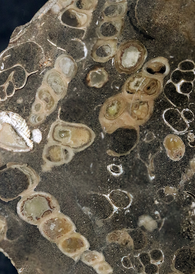 ビッグサイズ、１２センチ級、８８０グラム！無数のツリテラが眠る５０００万年前の石、古代の巻き貝、ツリテラ（Turritella）の群集標本（その2）