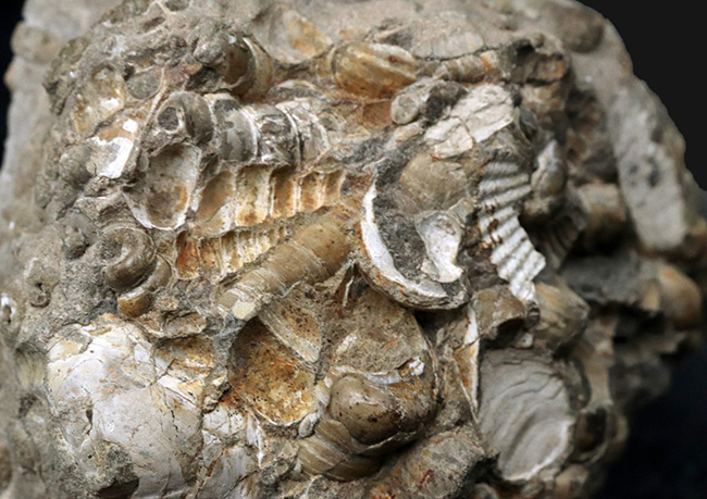 ビッグサイズ、１２センチ級、８８０グラム！無数のツリテラが眠る５０００万年前の石、古代の巻き貝、ツリテラ（Turritella）の群集標本（その6）