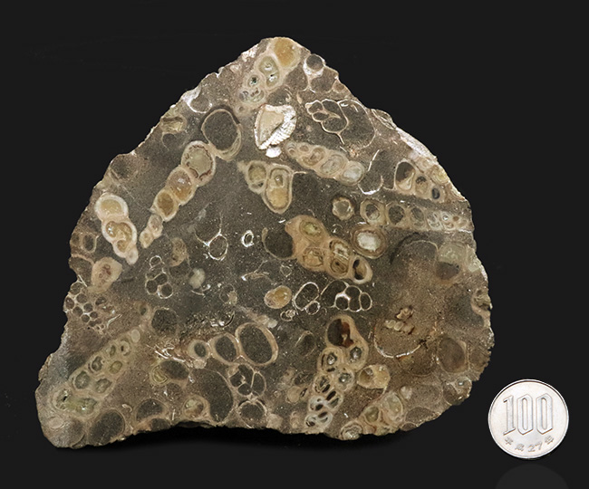 ビッグサイズ、１２センチ級、８８０グラム！無数のツリテラが眠る５０００万年前の石、古代の巻き貝、ツリテラ（Turritella）の群集標本（その9）