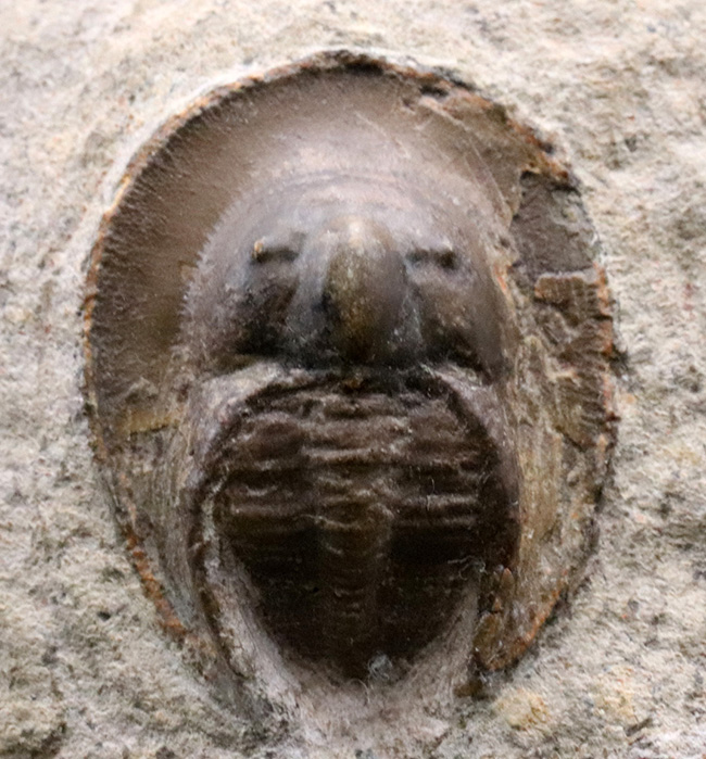 ”ハットを被った”三葉虫、オンニア（Onnia）の化石（その2）