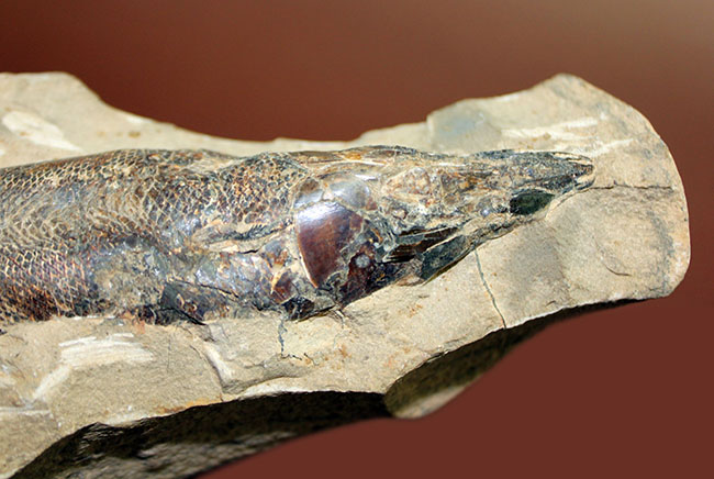 １キロオーバー！母岩付きブラジル産魚化石、ラコレピス。他産地では余り見られないボリュームが維持された標本。（その4）