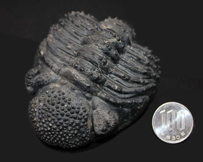 古生代デボン紀を代表する巨大な三葉虫、ドロトプス・メガロマニクス（Drotops megalomanicus）のエンロール（防御姿勢）をとった化石（その11）