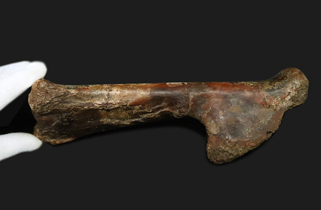 「掘り出しもの」とは、まさにこれのこと。図鑑の中ではなく、ここに実在！サンタナ層で発見された翼竜、フライングモンスター、アンハングエラ（Anhanguera santanae）の上腕の化石（その11）