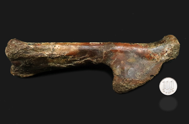 「掘り出しもの」とは、まさにこれのこと。図鑑の中ではなく、ここに実在！サンタナ層で発見された翼竜、フライングモンスター、アンハングエラ（Anhanguera santanae）の上腕の化石（その13）