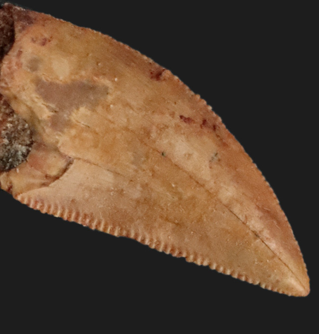 人気！北アフリカの約１億年の地層から採集された小型獣脚類、ラプトル（Raptor）の歯化石（その1）