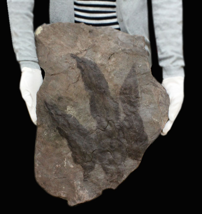 まずお目にかかれない、規格外の凄まじいサイズと重量（１６キロオーバー）！恐竜グラレーターの足跡化石（Grallator track）。両面足跡だらけ（５つ）。（その2）