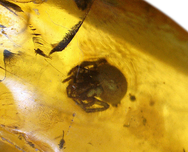 ４０００万年前以上のクモが内包されたバルト海産の虫入りの琥珀（Amber）（その1）