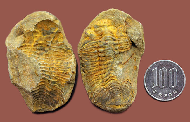 珍しい南米ボリビア産の三葉虫、エルドレジア・ヴェヌストゥス（Eldredgeia venustus）。ネガポジ化石。（その9）