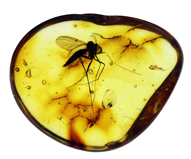 およそ４０００万年前の針葉樹の樹脂の化石、透明度高い！大きなキノコバエ科の虫を内包したバルト海産琥珀（Amber）（その2）