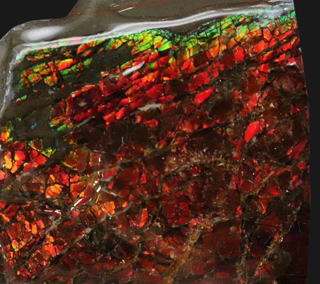 ２面が輝く！一部がドラゴンスキン化した赤中心に輝くアンモライト（Ammolite）のブロック型標本（その2）