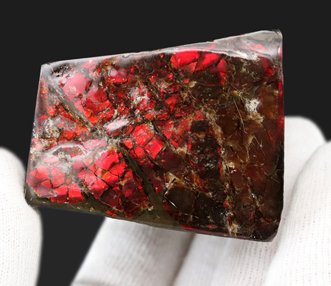 ２面が輝く！一部がドラゴンスキン化した赤中心に輝くアンモライト（Ammolite）のブロック型標本（その4）