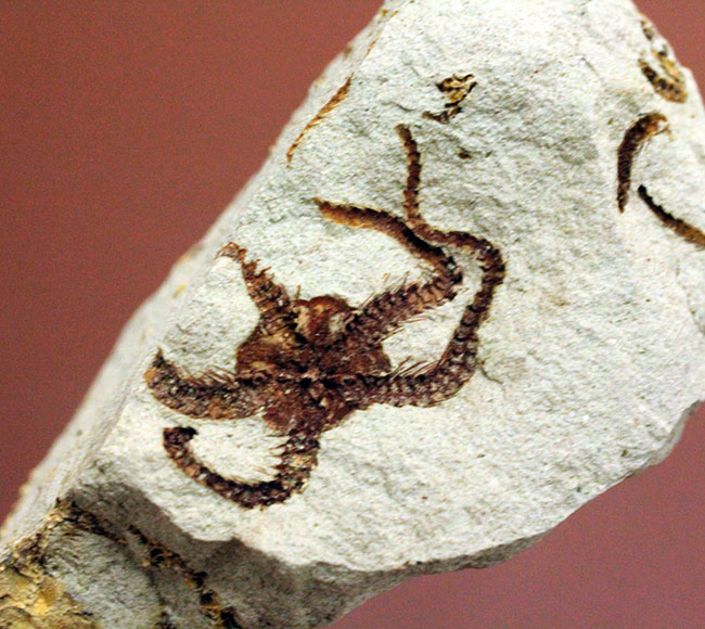マニアック＆レア！国産（千葉県君津市）のクモヒトデの化石。最も発展した棘皮動物。（その4）