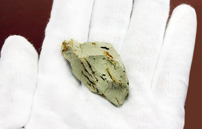 マニアック＆レア！国産（千葉県君津市）のクモヒトデの化石。最も発展した棘皮動物。（その7）