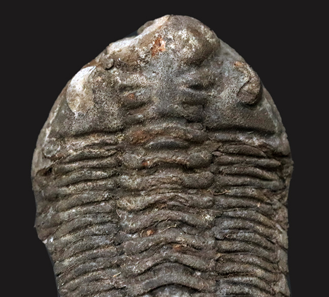 レア！ボリビア産の三葉虫、エルドレジア・ヴェヌストゥス（Eldredgeia venustus）のノジュール化石（その4）