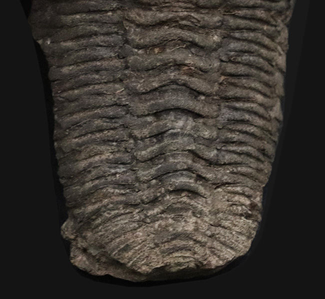レア！ボリビア産の三葉虫、エルドレジア・ヴェヌストゥス（Eldredgeia venustus）のノジュール化石（その5）