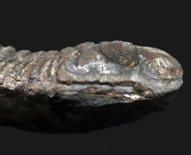 レア！ボリビア産の三葉虫、エルドレジア・ヴェヌストゥス（Eldredgeia venustus）のノジュール化石（その6）