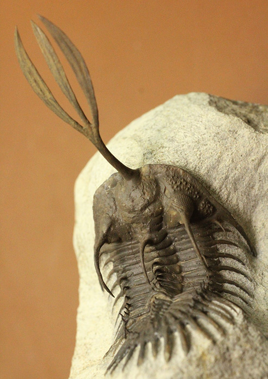 最も人気のある三葉虫の一つ、超絶クリーニング！ワリセロプス・ロングフォーク。悩ましいポーズにもご注目。/古生代デボン紀（4億1000万 -- 3億6700万年前）【tr524】