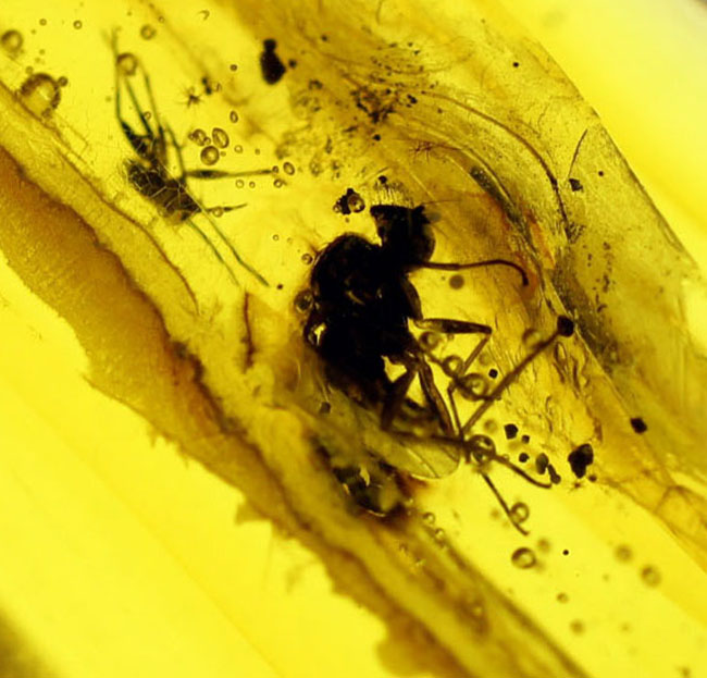 ビッグサイズ！４センチサイズのバルト海産虫入り琥珀（Amber）。クモを含む多数の虫が内包。（その1）