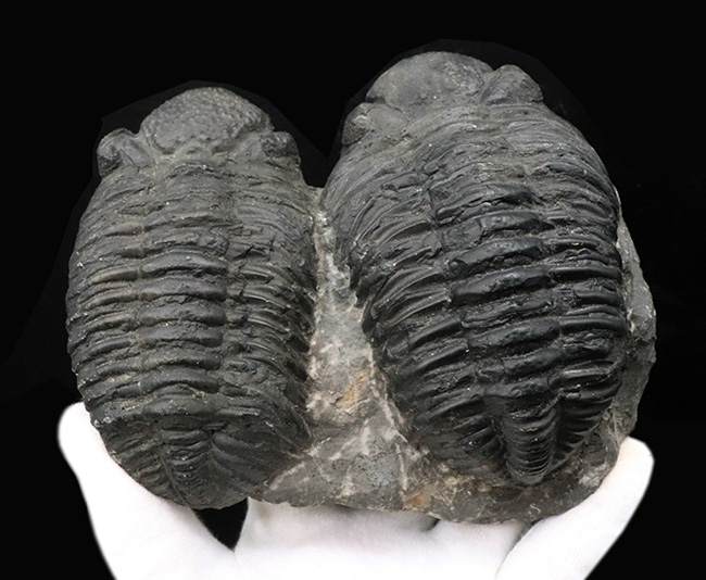親子のようなユーモラスな姿にご注目ください！複眼の保存状態上々。巨大三葉虫、ドロトプス・メガロマニクス（Drotops megalomanicus）の化石（その11）