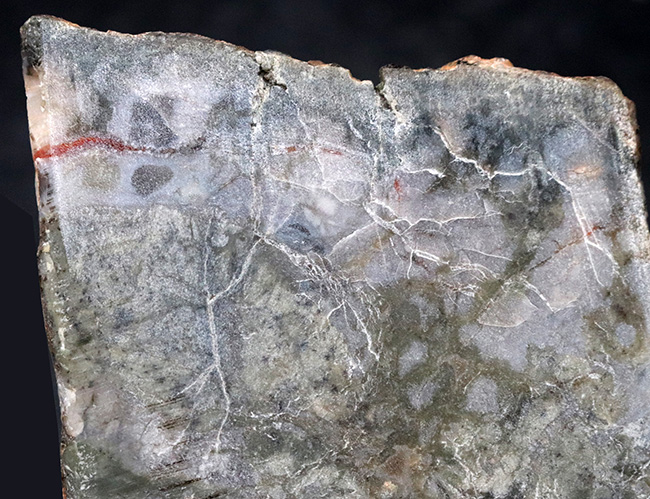 ７センチ級、カット＆ポリッシュ！米国ユタ州のジュラ紀の地層より採集された、恐竜の糞と思しき化石（Coprolite）（その2）