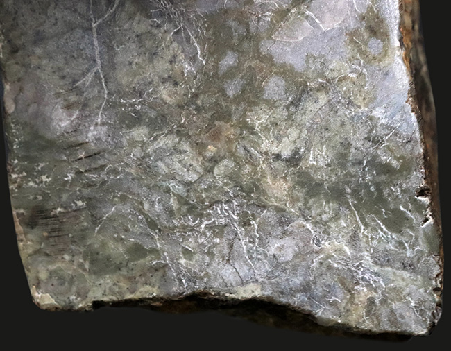 ７センチ級、カット＆ポリッシュ！米国ユタ州のジュラ紀の地層より採集された、恐竜の糞と思しき化石（Coprolite）（その3）