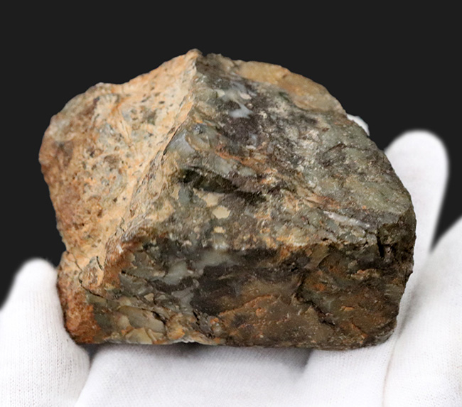 ７センチ級、カット＆ポリッシュ！米国ユタ州のジュラ紀の地層より採集された、恐竜の糞と思しき化石（Coprolite）（その4）