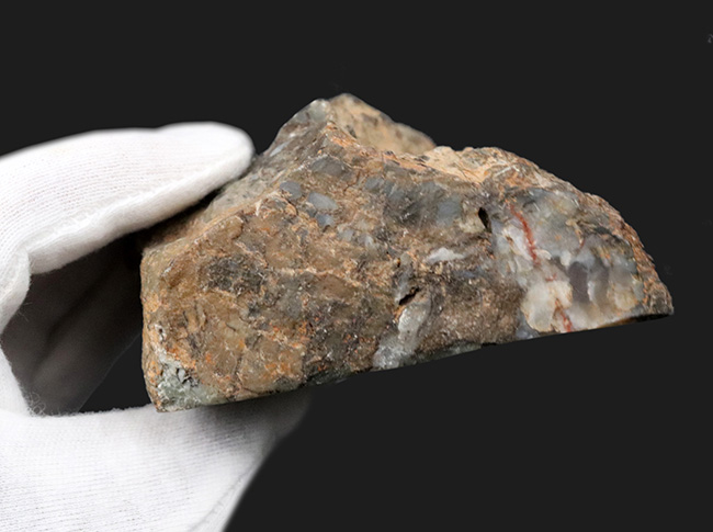 ７センチ級、カット＆ポリッシュ！米国ユタ州のジュラ紀の地層より採集された、恐竜の糞と思しき化石（Coprolite）（その5）