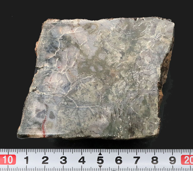 ７センチ級、カット＆ポリッシュ！米国ユタ州のジュラ紀の地層より採集された、恐竜の糞と思しき化石（Coprolite）（その6）
