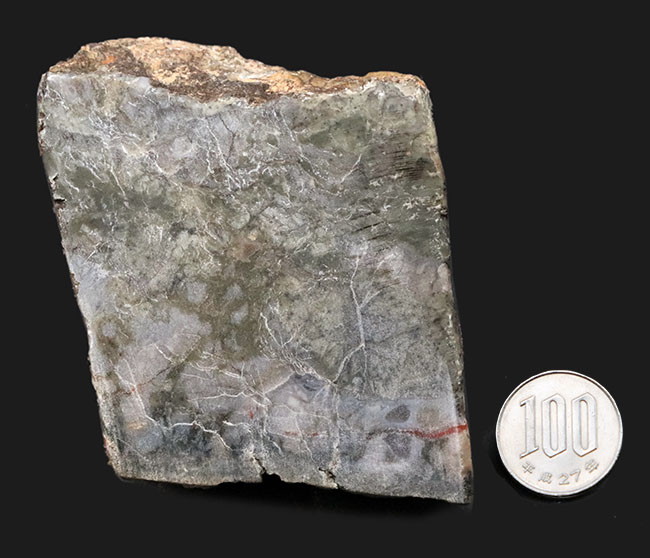 ７センチ級、カット＆ポリッシュ！米国ユタ州のジュラ紀の地層より採集された、恐竜の糞と思しき化石（Coprolite）（その7）