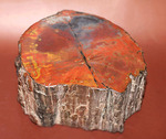 ザ・グレートワン！極上の朱、珪化木のブランド産地アリゾナが産んだ芸術的標本