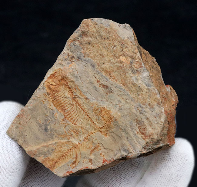 レアな国産魚標本。絶滅古代魚、白亜紀北九州で採集されたディプロミスタス（Diplomystus）の化石（その2）