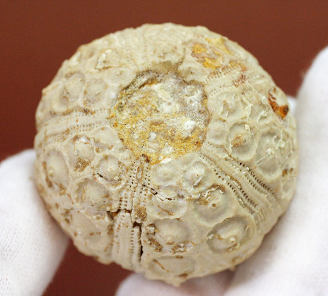 中生代白亜紀のウニ（Sea urchin）の化石。モロッコ産。（その2）