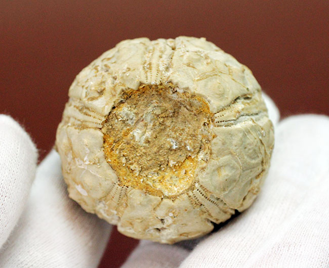 中生代白亜紀のウニ（Sea urchin）の化石。モロッコ産。（その4）
