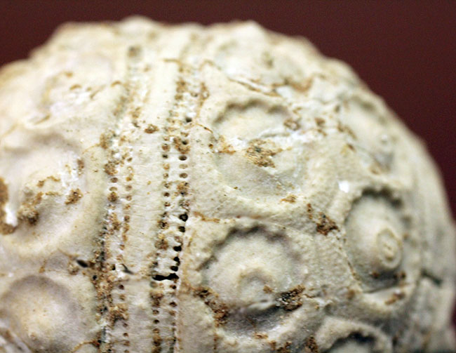 中生代白亜紀のウニ（Sea urchin）の化石。モロッコ産。（その5）
