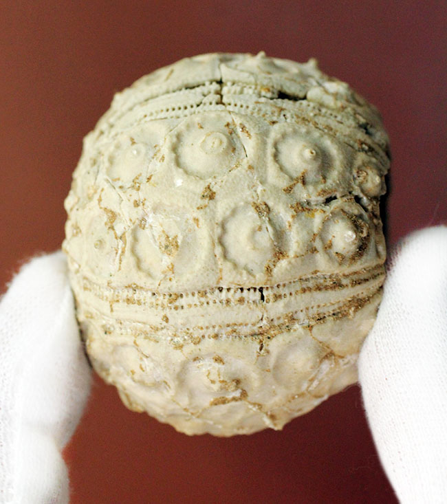 中生代白亜紀のウニ（Sea urchin）の化石。モロッコ産。（その7）