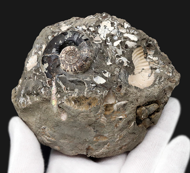 美品！北海道の白亜紀の地層を代表するアンモナイト、ゴードリセラス（Gaudryceras）を含む群集化石（その5）