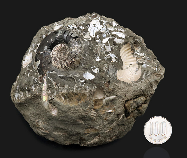 美品！北海道の白亜紀の地層を代表するアンモナイト、ゴードリセラス（Gaudryceras）を含む群集化石（その9）