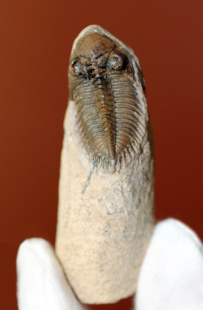 小さすぎて独立した珍しい三葉虫、モロッコ産ファコプス目三葉虫ミニクリファエウス（Minicryphaeus）。クリフィナの名で呼ばれていたことも。（その2）